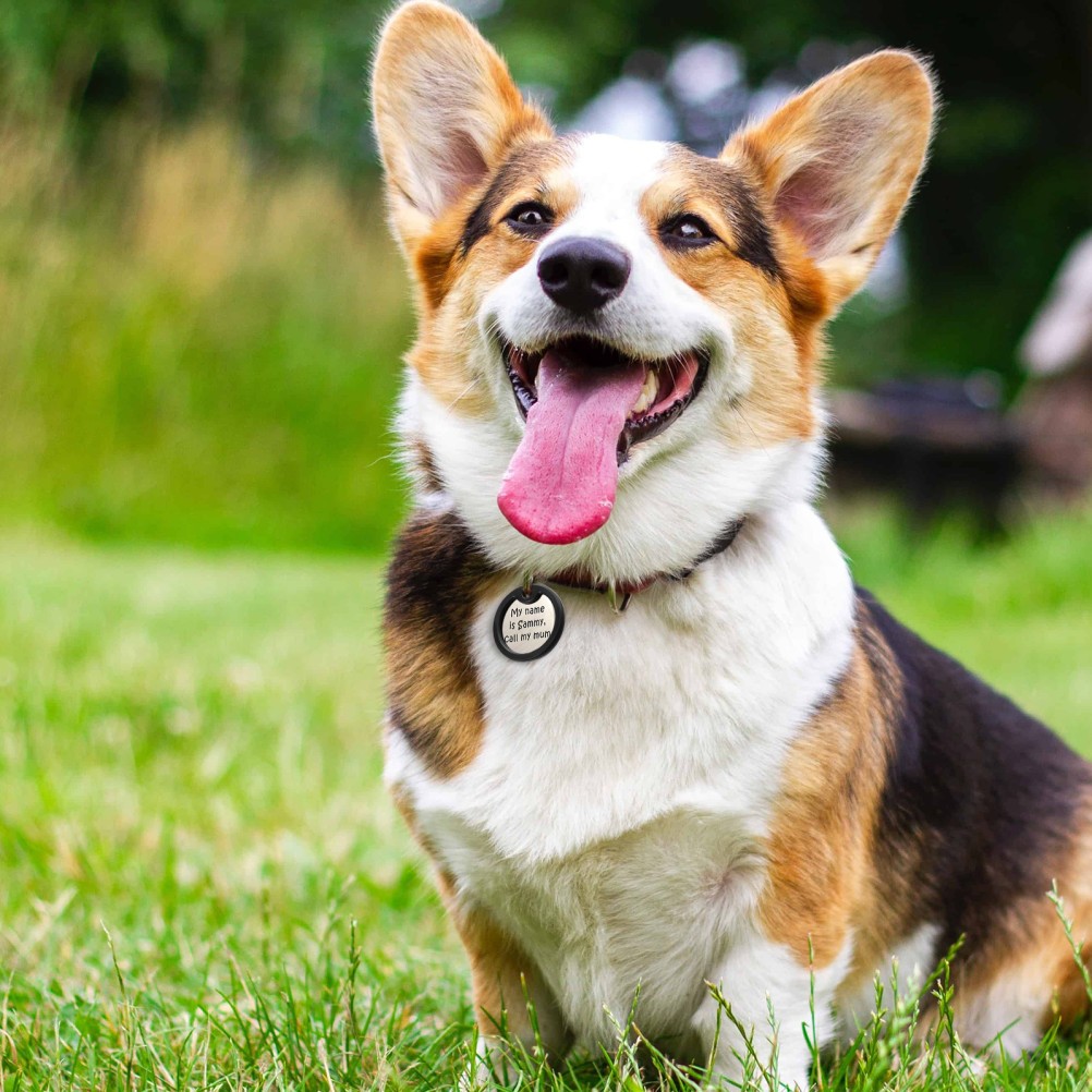 Set di 4 coperture in silicone per targhette per cani foto 6