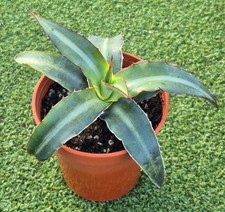 Agave ‘Splendida’ - Striking ornamental agave - 7 cm pot.