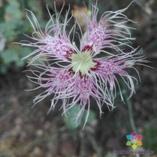 200+ Brotero's Pink Carnation Seeds for Garden Planting - USA - FREE SHIPPING!