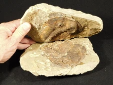 BIG! 530 Million Year OLD! Andalusiana Trilobite Fossil Anif Morocco 2482gr