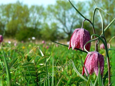 Foto 6x4 Noch mehr Schlangenkopf Fritillarien, North Meadow NNR, Cricklade um 2010