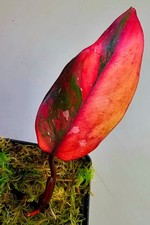 Sehr Schöner Philodendron Persimmon Princess Pink K146