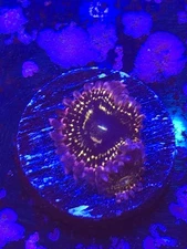 Stratosphere Double Zoa WYSIWYG Live coral frag Lps Sps