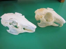 Real Flemish Giant Rabbit Skull Domestic (x2) Oryctolagus Cuniculus Domesticus
