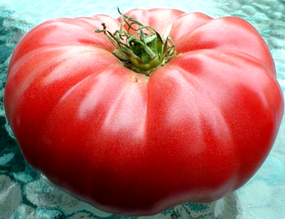 TOMATO専用 Tomato Seeds Red Big Zac 25 Competition XL Size Organic Garden