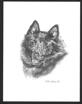 #352 SCHIPPERKE portrait dog art print  Pen & ink drawing * Jan Jellins