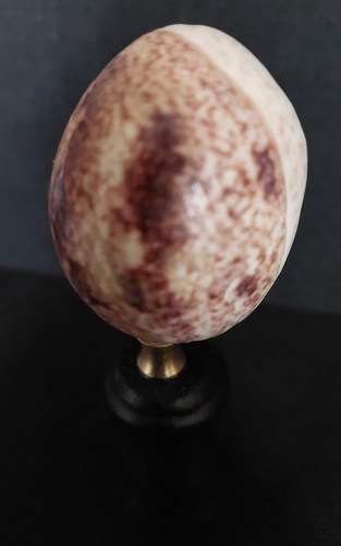 Cabinet de Curiosités coquillage bulla ampulla sur socle - Picture 3 of 3