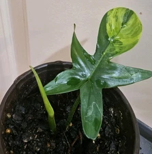 Florida beauty Philodendron Plant