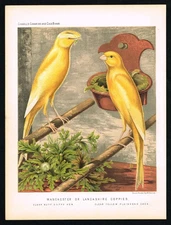 1878 Cassell Plate – Manchester or Lancashire Coppy Canaries Clear Buff & Yellow