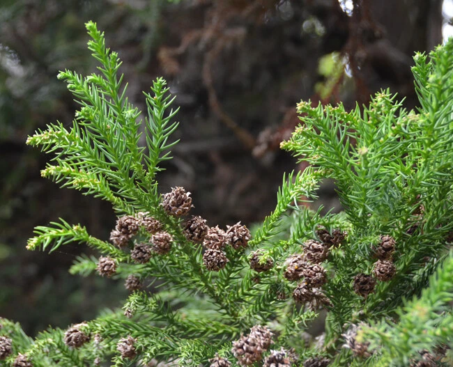 Radicans Cryptomeria ( japanese cedar )  - Live Plant - ( 2.5 QT ) - Image 3 of 4