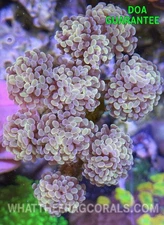 WYSIWYG Ultra Indo Hammer Colony 9 heads