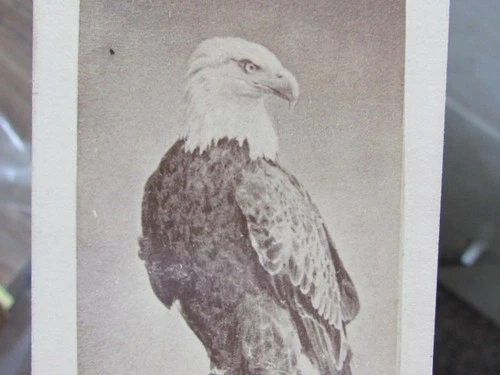 8th Wisconsin Inf. War Eagle "Old Abe" cdv photo sold by wounded 8th soldier
