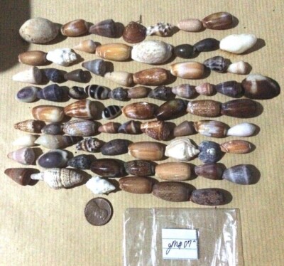 Half Cup TINY/SMALL PHILIPPINE SEA SHELLS  - NICE VARIETY! GM007