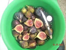 Fig tree cuttings, Malta Black ,delicious, cold hardy , productive, 6 pieces  !