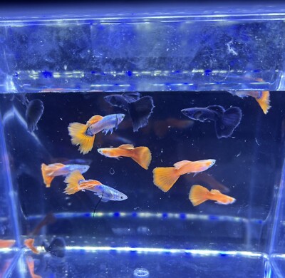 10 Premium Assorted Guppies MYSTERY Breeder Pack - (5 Males, 5 Females)