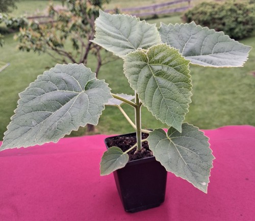 Paulownia tomentosa Jungpflanze–Blauglockenbaum, schnellwüchsig, riesige Blätter - Bild 8 von 8