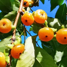 Diospyros lotus, Date Plum Tree, Sweet Fruit Se eds 2025 Fresh Harvest