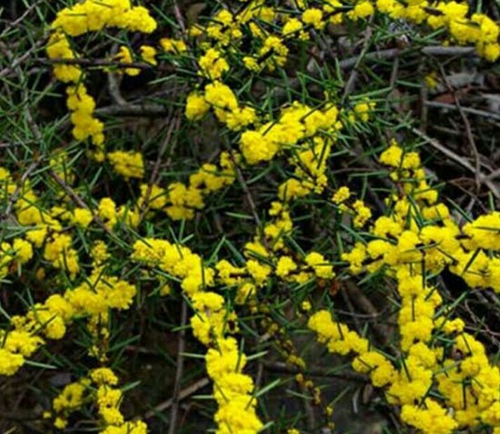Wattle Raspberry Jam Tree Semi Albero Nativo Australiano 100 Raspberry Jam Wattle (acaca Acumnata ...