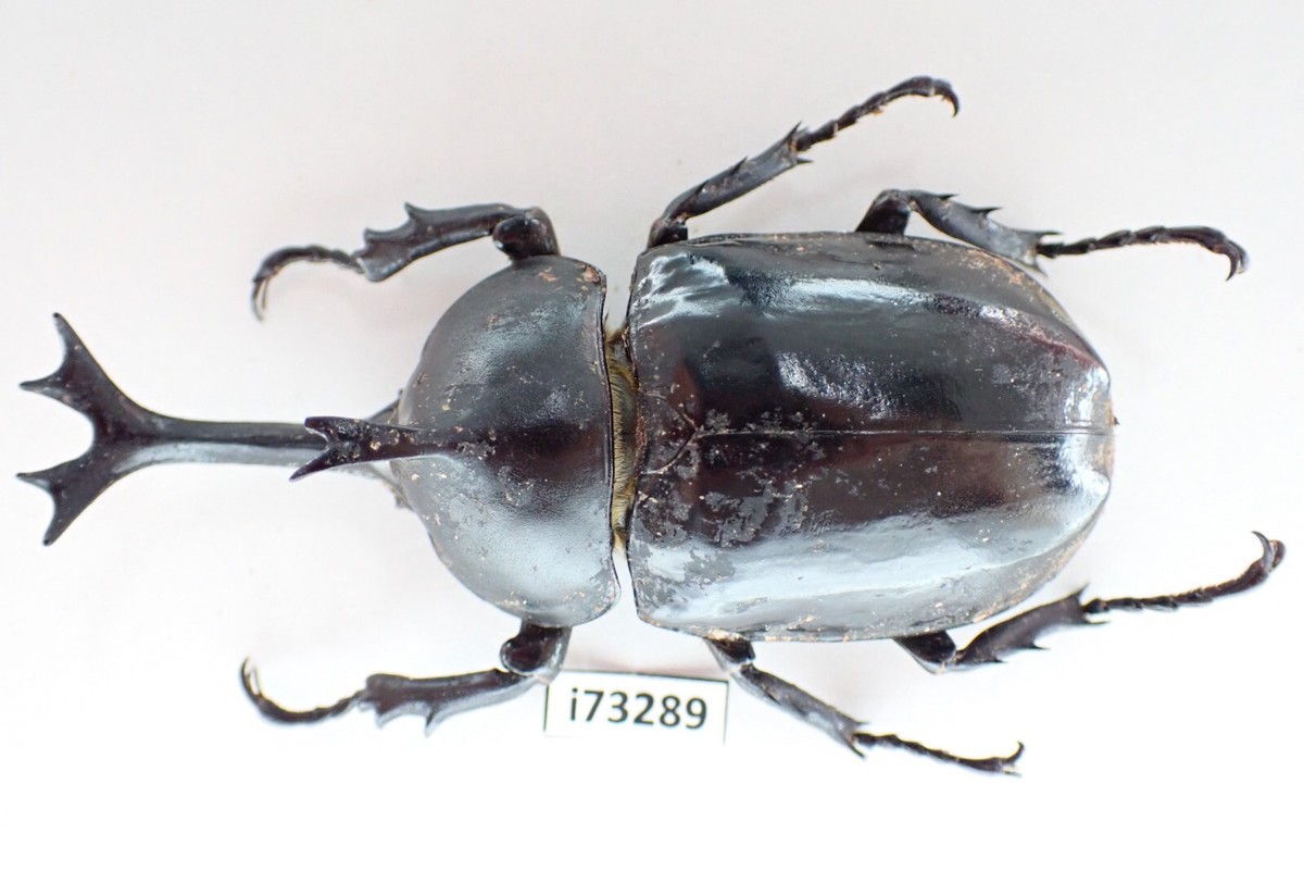 i73289. Insects, Dynastidae: Allomyrina dichotomus sp. Vietnam