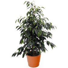 1 x Evergreen Ficus Danielle | Best Indoor Plants | 30-40cm Potted Weeping Fig