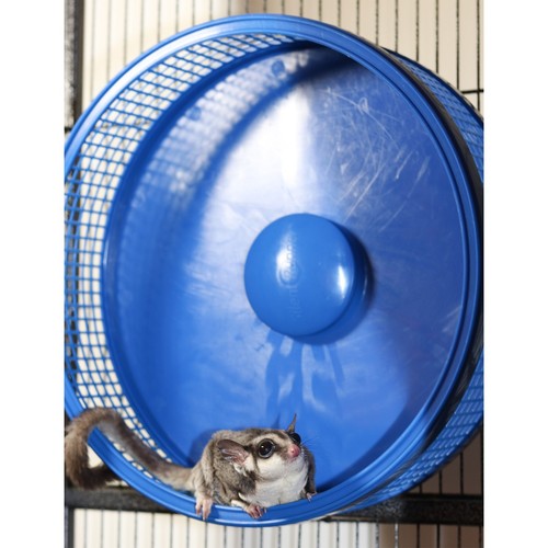 Silent Runner Pro Blue - Durable Pet Exercise Wheel with Cage Attachment - Picture 16 of 19