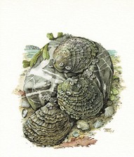 Ostrygi Muszle słabozębne - obraz z nadrukiem artystycznym - 25,5 x 17,5 cm