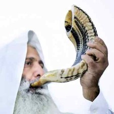 Kosher Ram Shofar Horn from Israel Traditional Half Polished Ram Shofar, Holy La