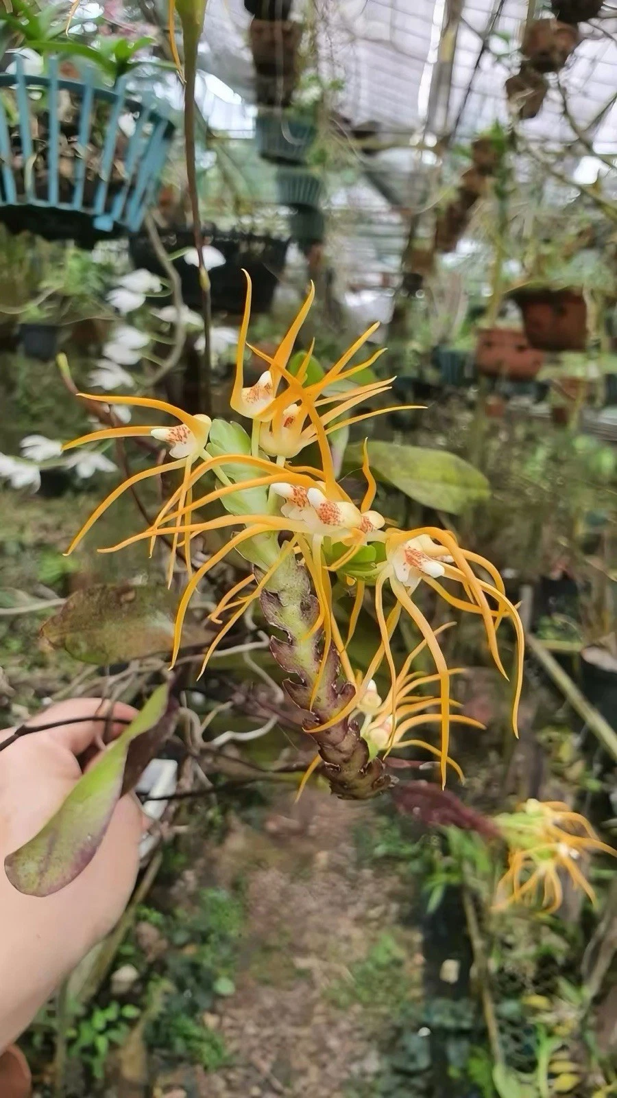 Vietnam Thrixspermum centipeda Rare Species Orchid Blooming Size Plant
Opens in a new window or tab