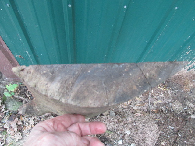 Picture 6 of 9