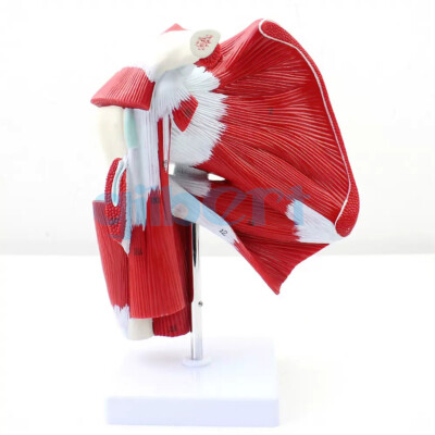 PVC Human Deep Muscles of The Upper Limb Arm Extremities Model Medical School