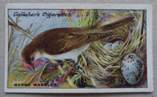 MARSH WARBLER BIRDS NESTS & EGGS SERIES n66 GALLAHER ANTIQUE 1919 CIGARETTE CARD