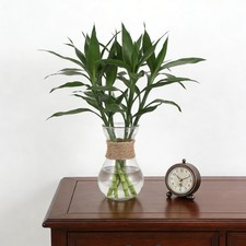 2pcs Bulb Glass Vases for Flowers, Hyacinth Clear Decorative Bulb Vase Planter