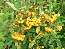 Pyracantha Soleil d'Or Firethorn Evergreen Hardy Shrub Garden Multiple Sizes