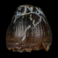 0.5 Crocodile Borealosuchus Fossil Tooth Judith River FM Montana COA Display