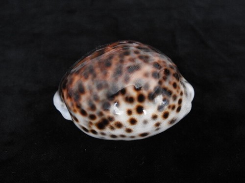 Sea shell Cypraea tigris 73.1mm ID#6517 - Picture 3 of 5