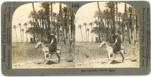 c1900 vraie photo clé de voûte stéréo Tigran Bey Sakkara Egypte noble âne - Photo 1/4