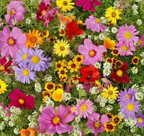 All Annual Wildflower Mix