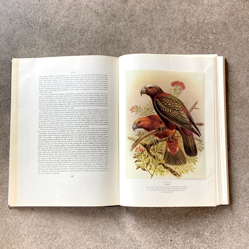 Buller's Birds of New Zealand, by E.G. Turbott, 1967. 48-Superb Color Plates - Picture 7 of 17