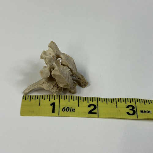 Natural Conjoined 2 Fox Vertebrae Bones Real Goth Weird Odd Taxidermy Rare #3280 - Picture 7 of 7