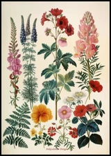 Petals and Leaves 1 - Chart Counted Cross Stitch Patterns Needlework DMC Color