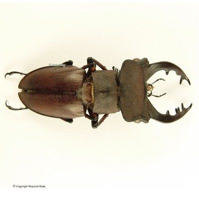 Lucanus kirchneri - M, nice, rare, Big! 48mm, A2