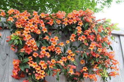 Download Red Trumpet Creeper Vine Gif