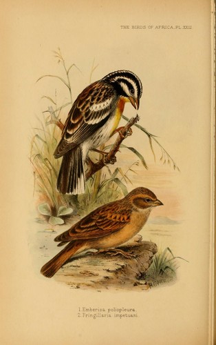 The birds of Africa 1896-1912 by George Ernest Shelley 7 Pdf E-books 1 Data DVD - Bild 8 von 12