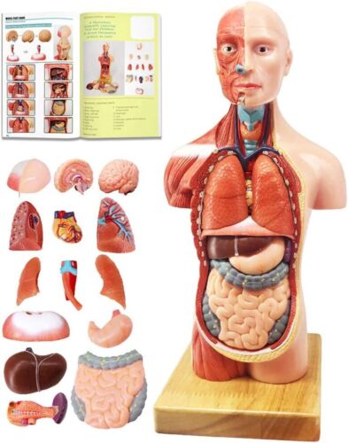 New Human Body Model for Kids, 15 Pcs Removable 11 inch