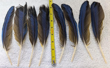 Damaged Feathers Naturally Molted Natural Color #149