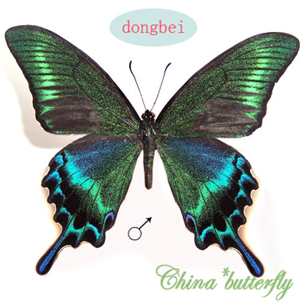 Green 5 Unmounted Butterfly Papilionidae Papilio Maackii Summer Form A1