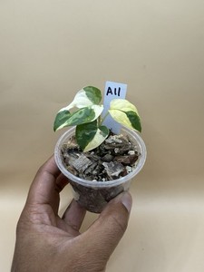 crassula ovata jade plant Lucky Jade Plant, Crassula Ovata