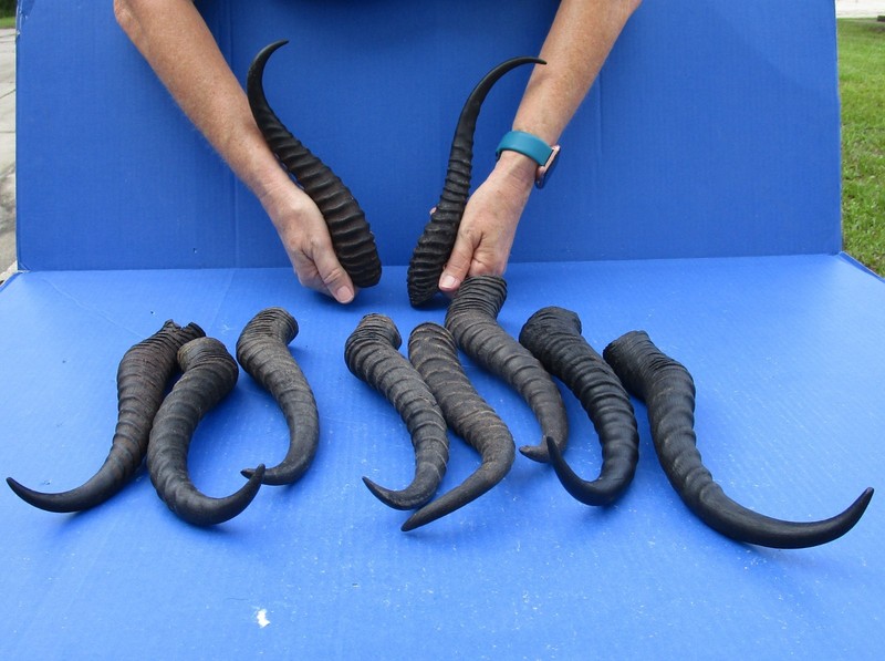 10 pc. lot of Real 8 to 10 inch Male South African Springbok Horns #52130