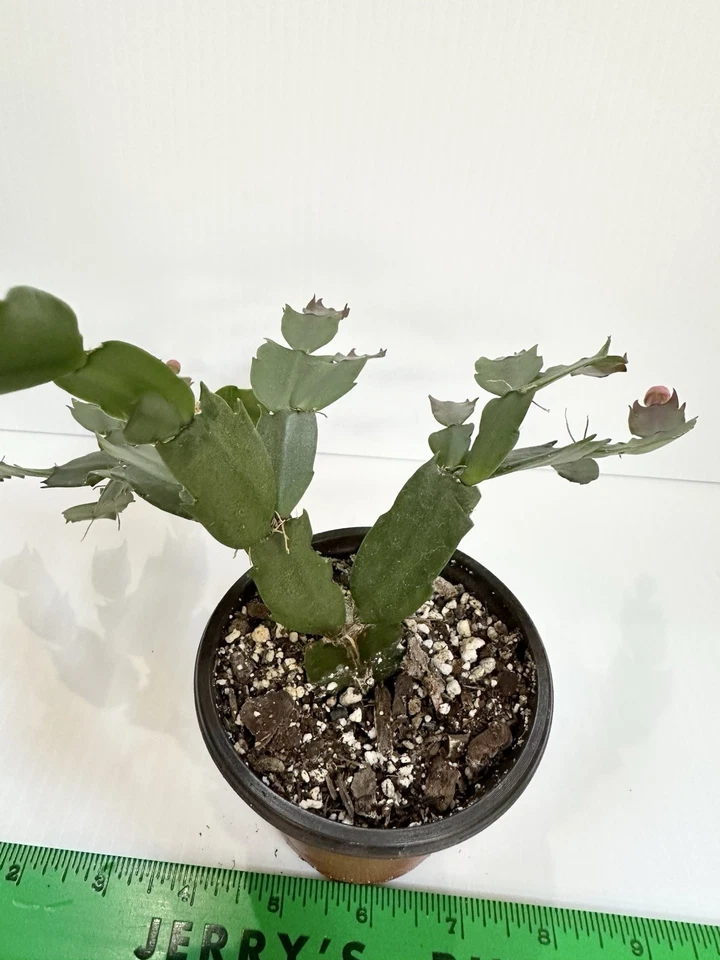 Acción de Gracias / Cactus de Navidad - Planta viva en maceta Zygo rojo Foto 2 de 4