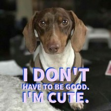 Dachshund refrigerator magnet 3 1/2 x 4 1/2 " Made in the USA